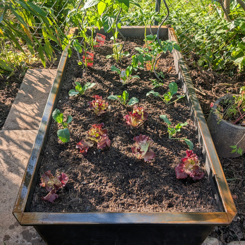 Hochbeet aus Metall mit frisch gepflanztem Gemüse