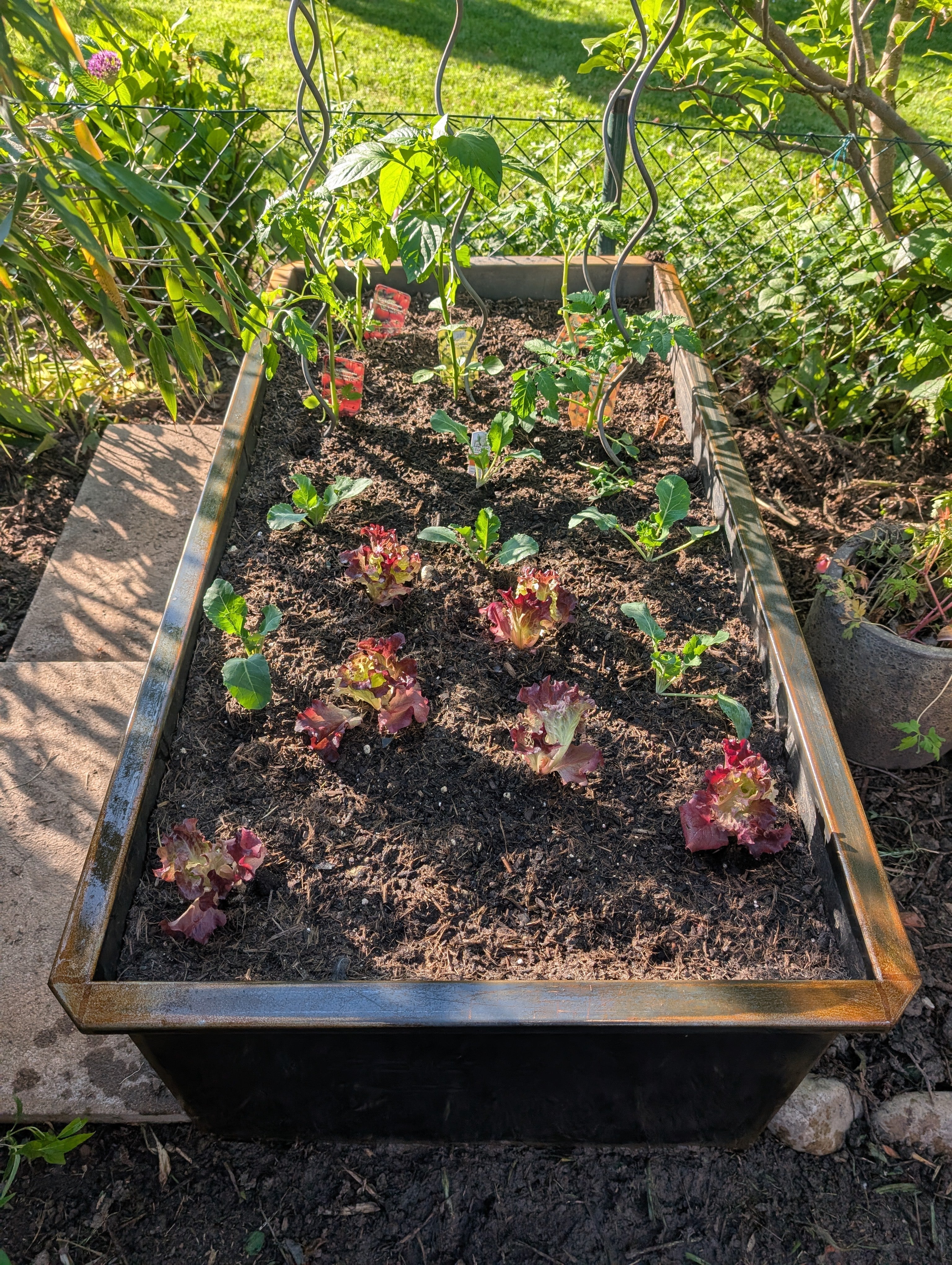 Hochbeet aus Metall mit frisch gepflanztem Gemüse